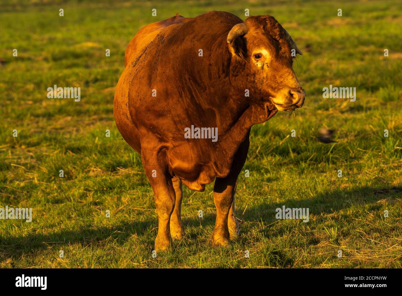 beefy allevamento toro nel pascolo Foto Stock