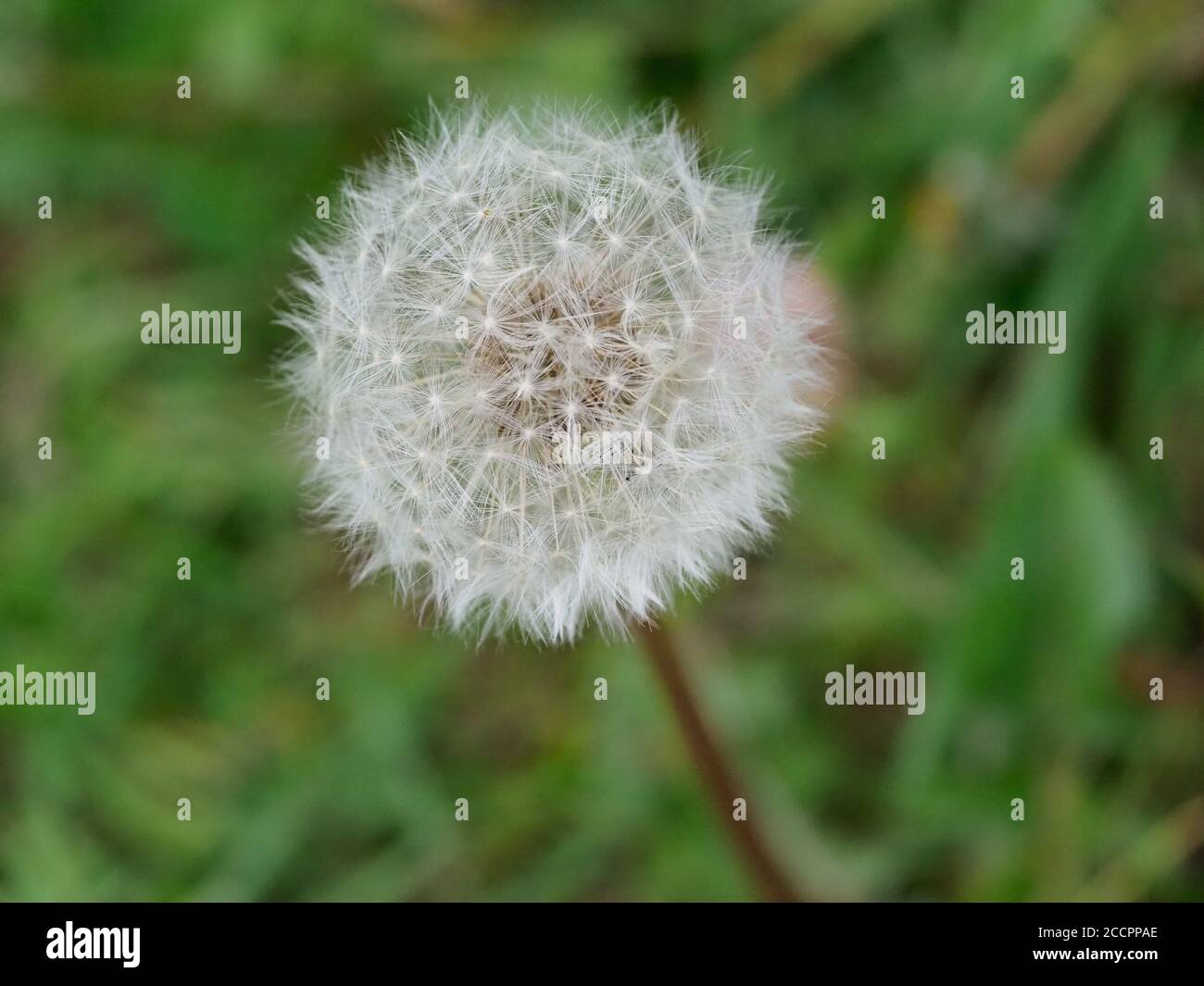 Close up di tarassaco seme head Foto Stock