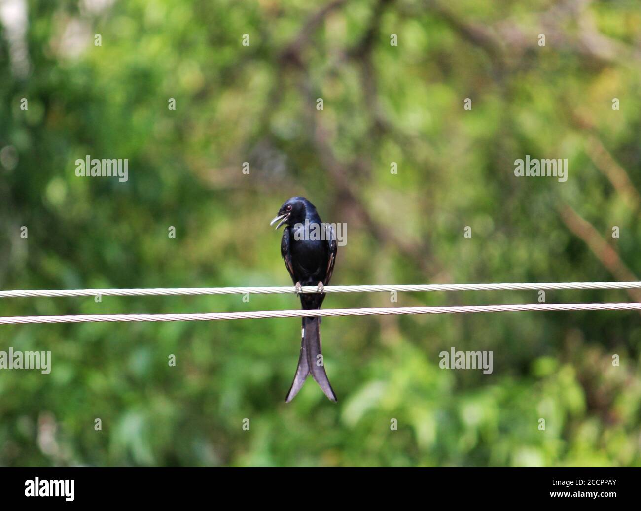 Uccello nero drongo seduto su cavo elettrico Foto Stock