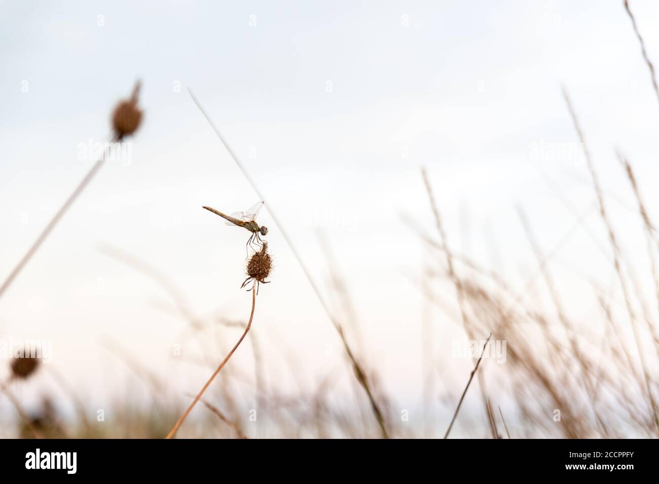 Dragonfly riposante su un ramoscello al tramonto Foto Stock