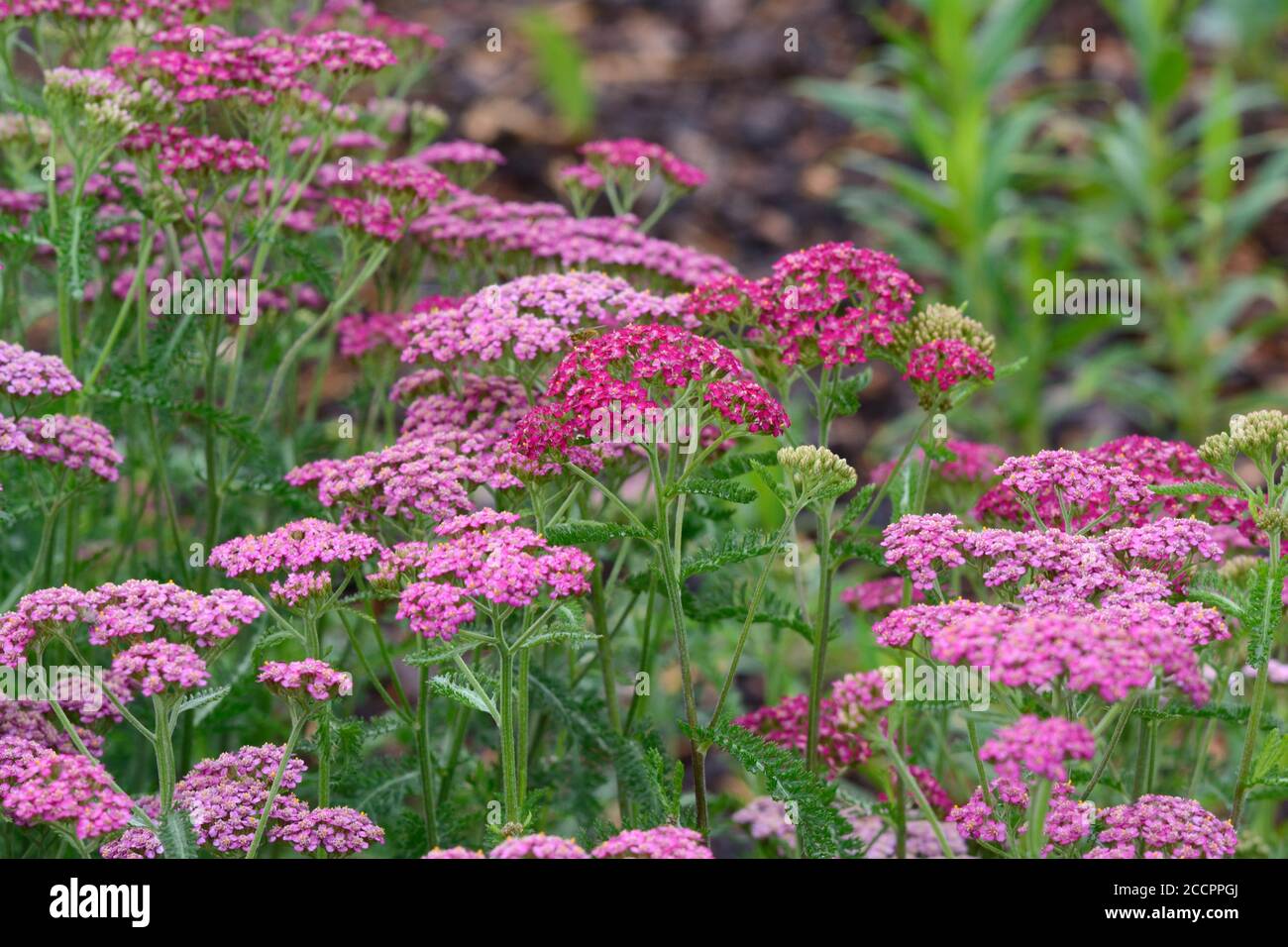 Achillea millefolium fiori rossi di yarrow Foto Stock