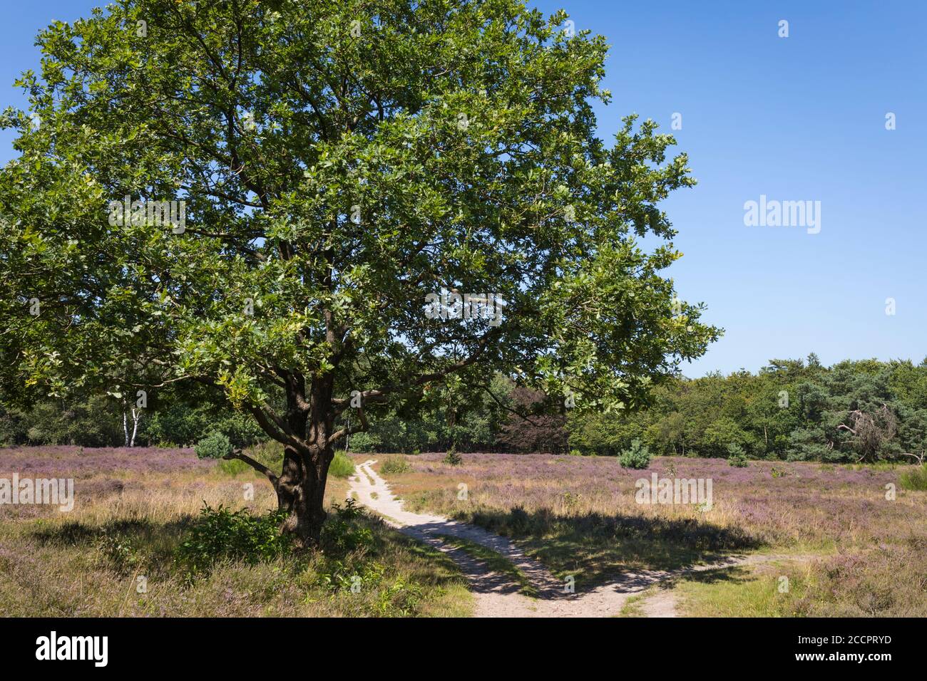 Paesaggio con brughiera nella riserva naturale 'Zuiderheide' a Hilversum, Paesi Bassi Foto Stock