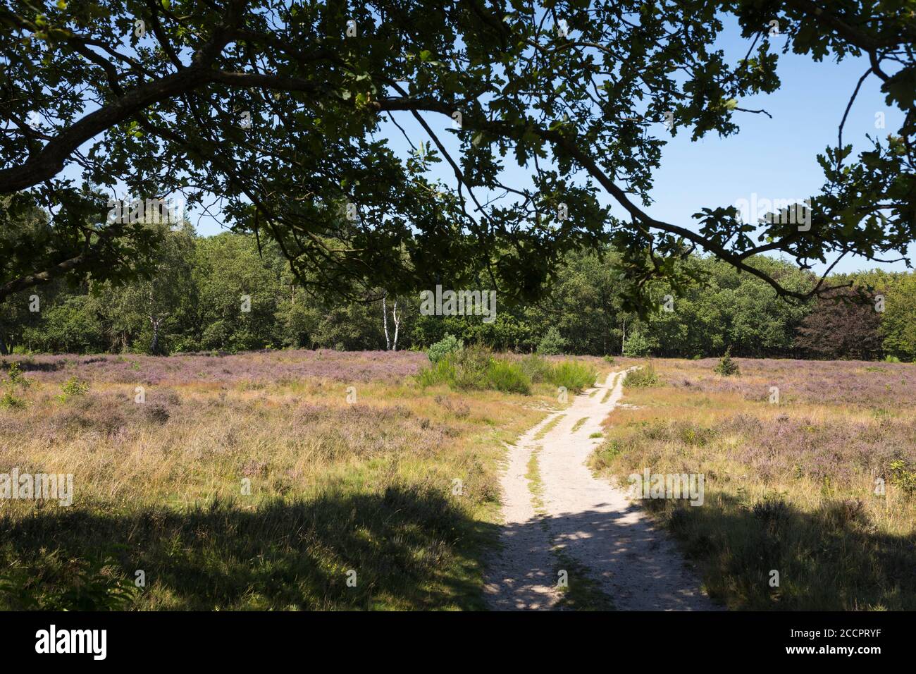 Paesaggio con brughiera nella riserva naturale 'Zuiderheide' a Hilversum, Paesi Bassi Foto Stock