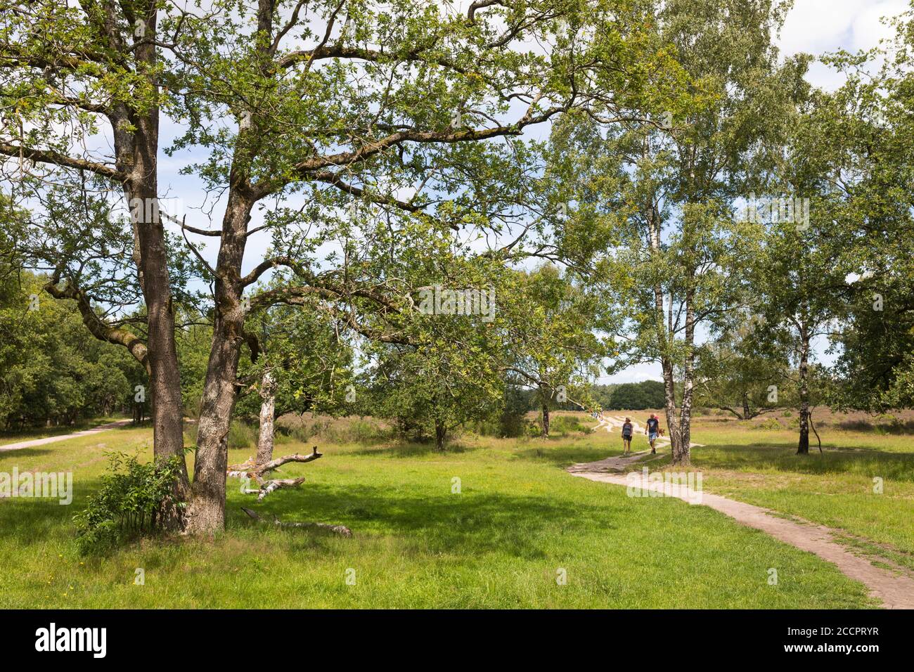Paesaggio con brughiera nella riserva naturale 'Zuiderheide' a Hilversum, Paesi Bassi Foto Stock