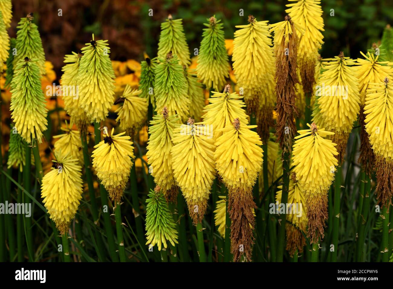 Un grappolo di punte di fiori di Knifofia precoce Buttercup. Foto Stock