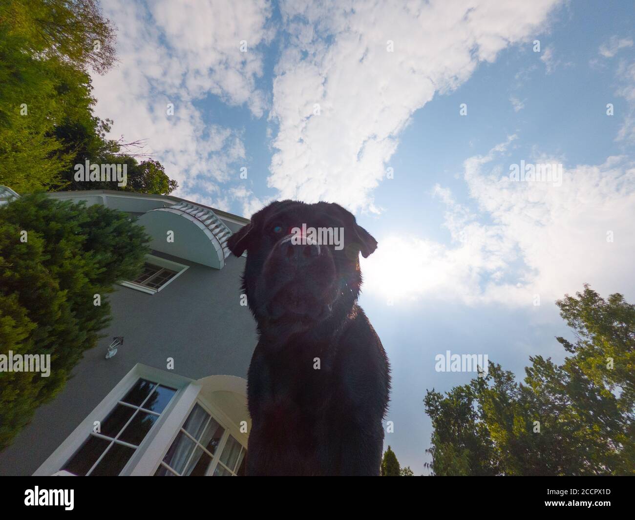 Black Dog labrador Retriever accanto a una piscina di casa. Foto Stock