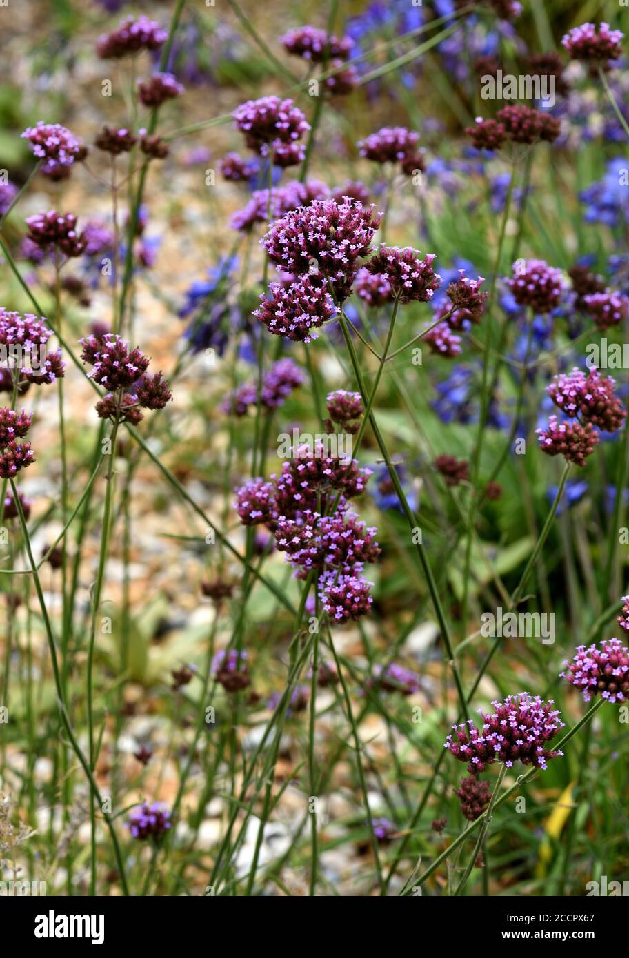 I fiori viola di Verbena bonariensis. Foto Stock