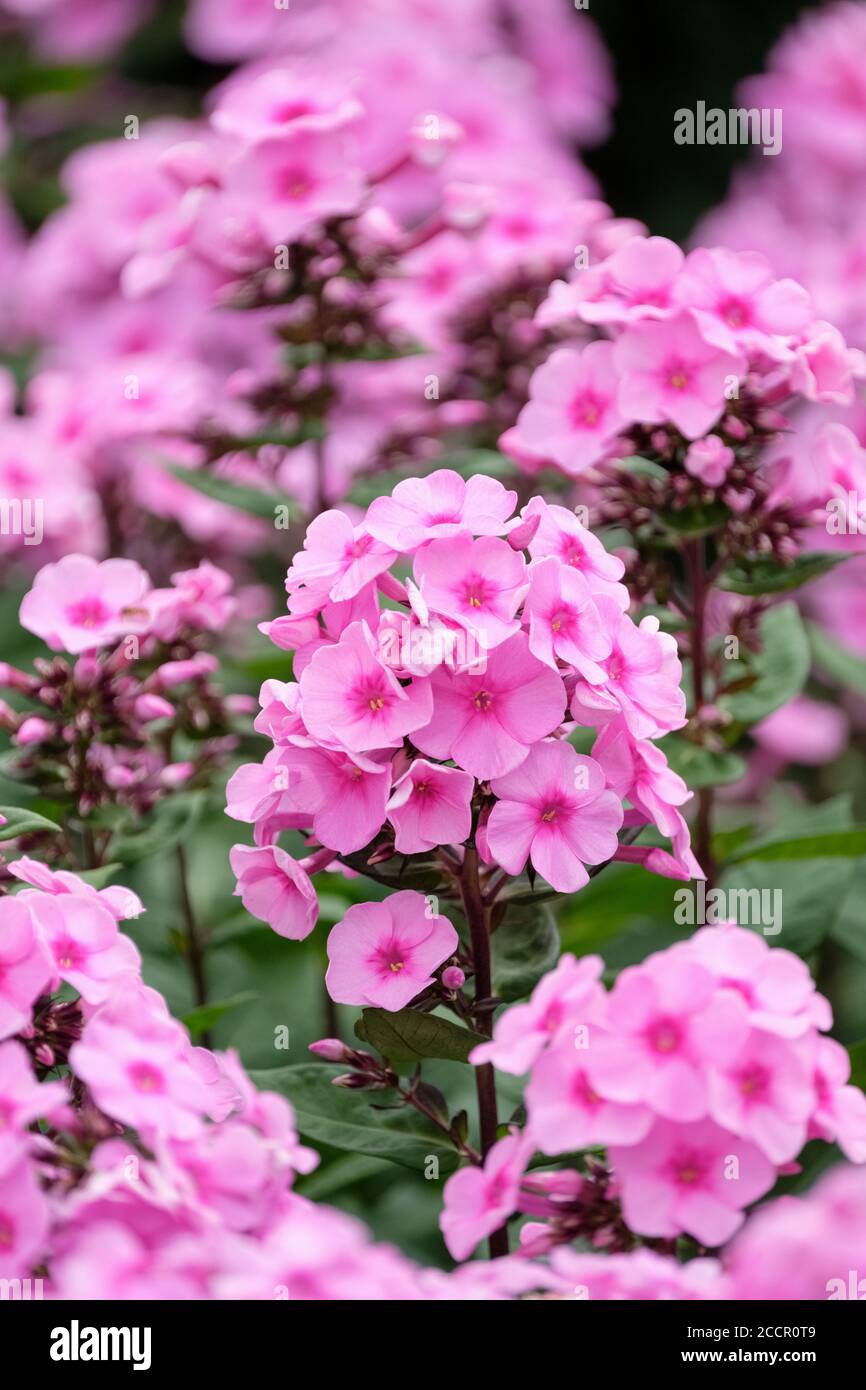 Fiori rosa con occhi rosa scuro di Phlox paniculata 'Eva Cullum', flox perenne 'Eva Cullum', Phlox 'Eva Cullum', Foto Stock