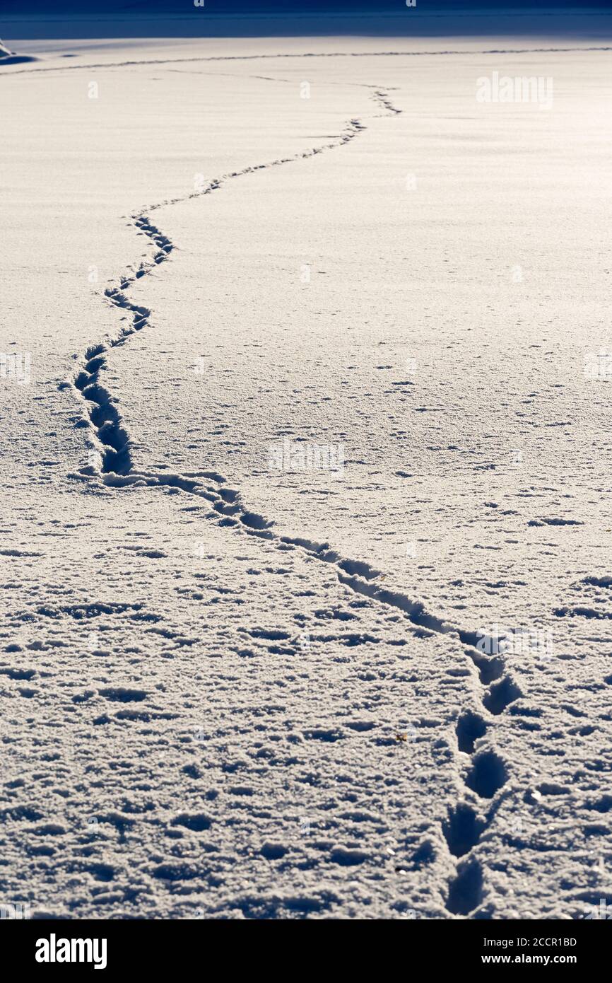 Spuren im Schnee, Oberstdorf, Allgäuer Alpen Foto Stock