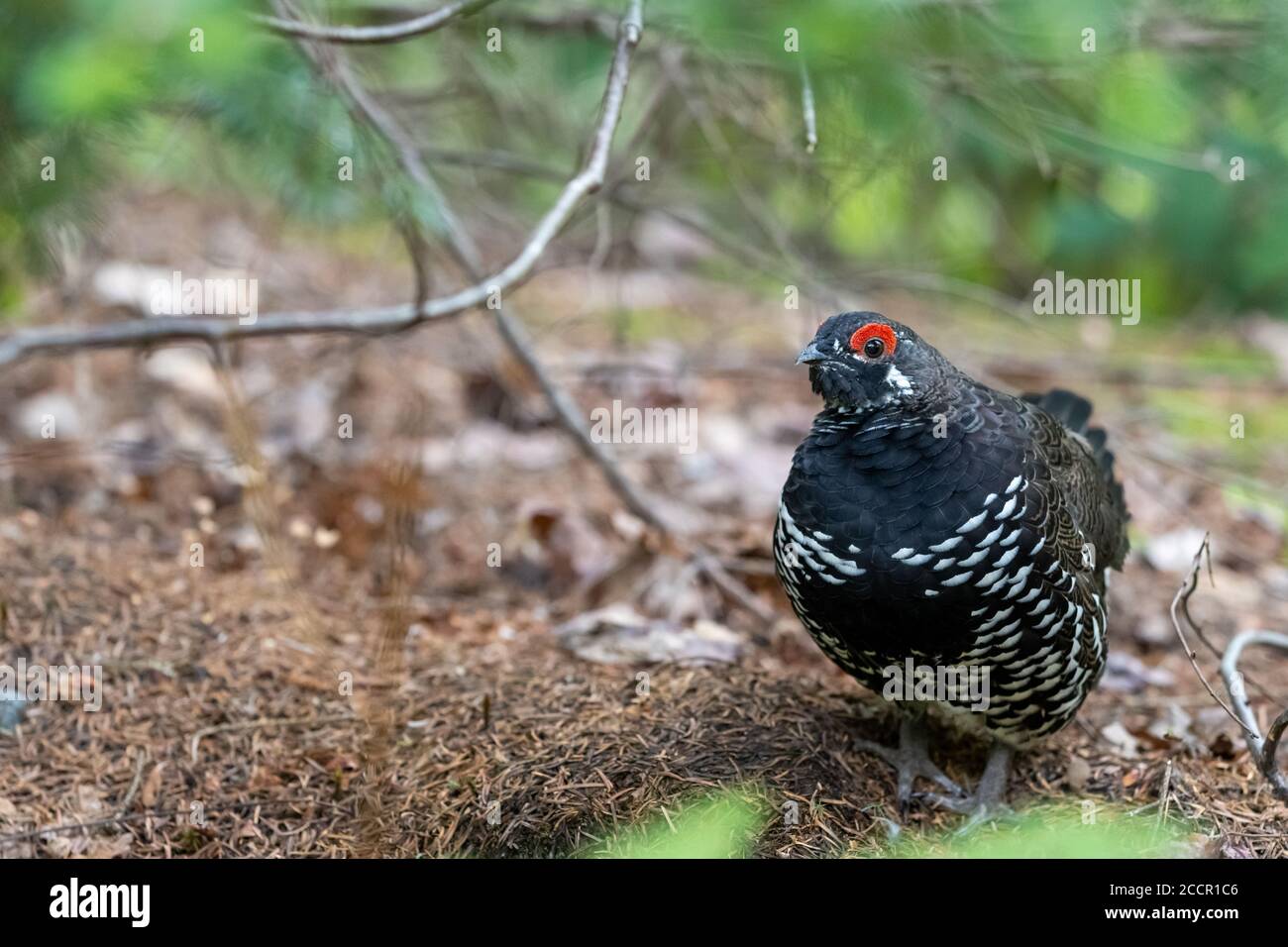 Maschio di Abete Grouse in sottobosco di foresta di abete rosso Foto Stock