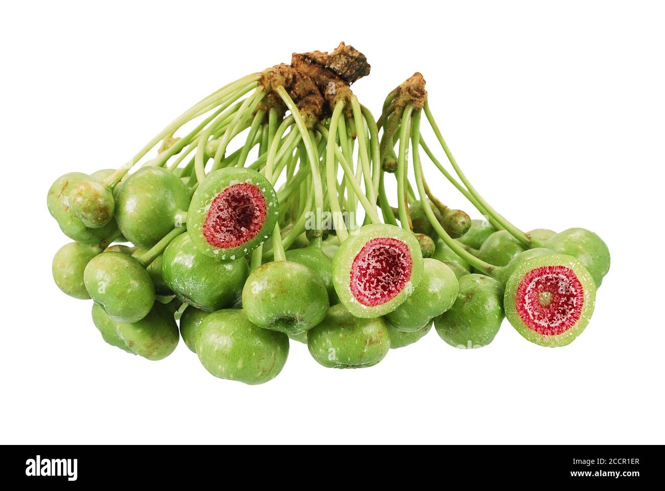 Giovani frutti di fico isolati su sfondo bianco Foto Stock