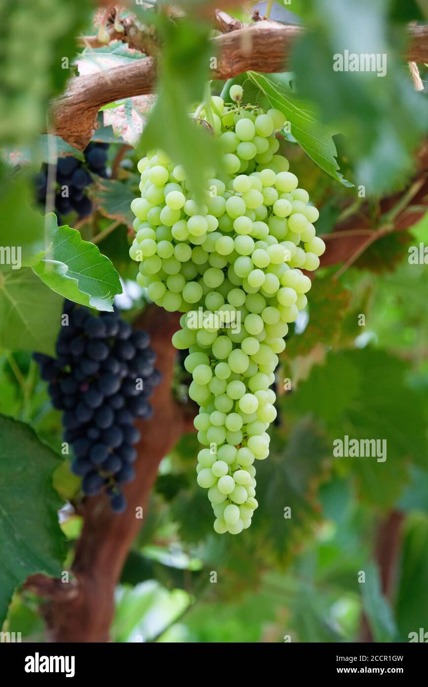 Lady Downe's Seedling uve che si coltivano sulla vite. Vitis vinifera Lady Downe's Seedling Foto Stock