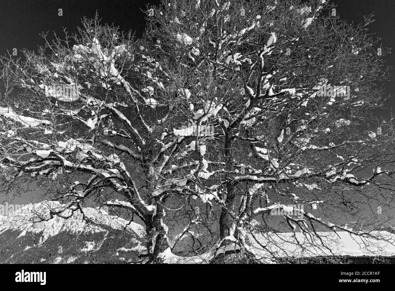 Verschneiter Baum, Oberstdorf, Allgäuer Alpen Foto Stock
