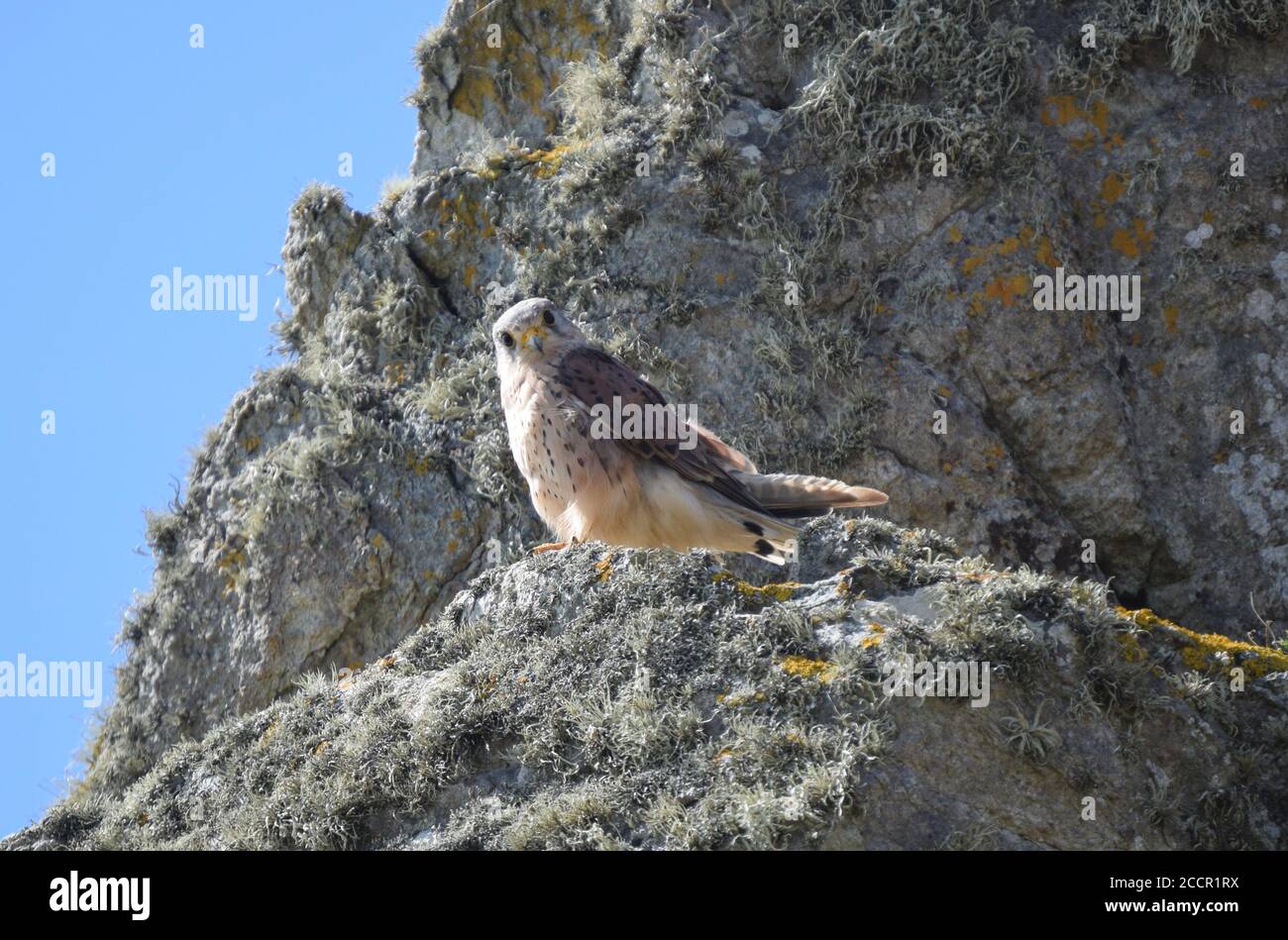 Kestrel appollaiato sulla roccia guardando la macchina fotografica Foto Stock