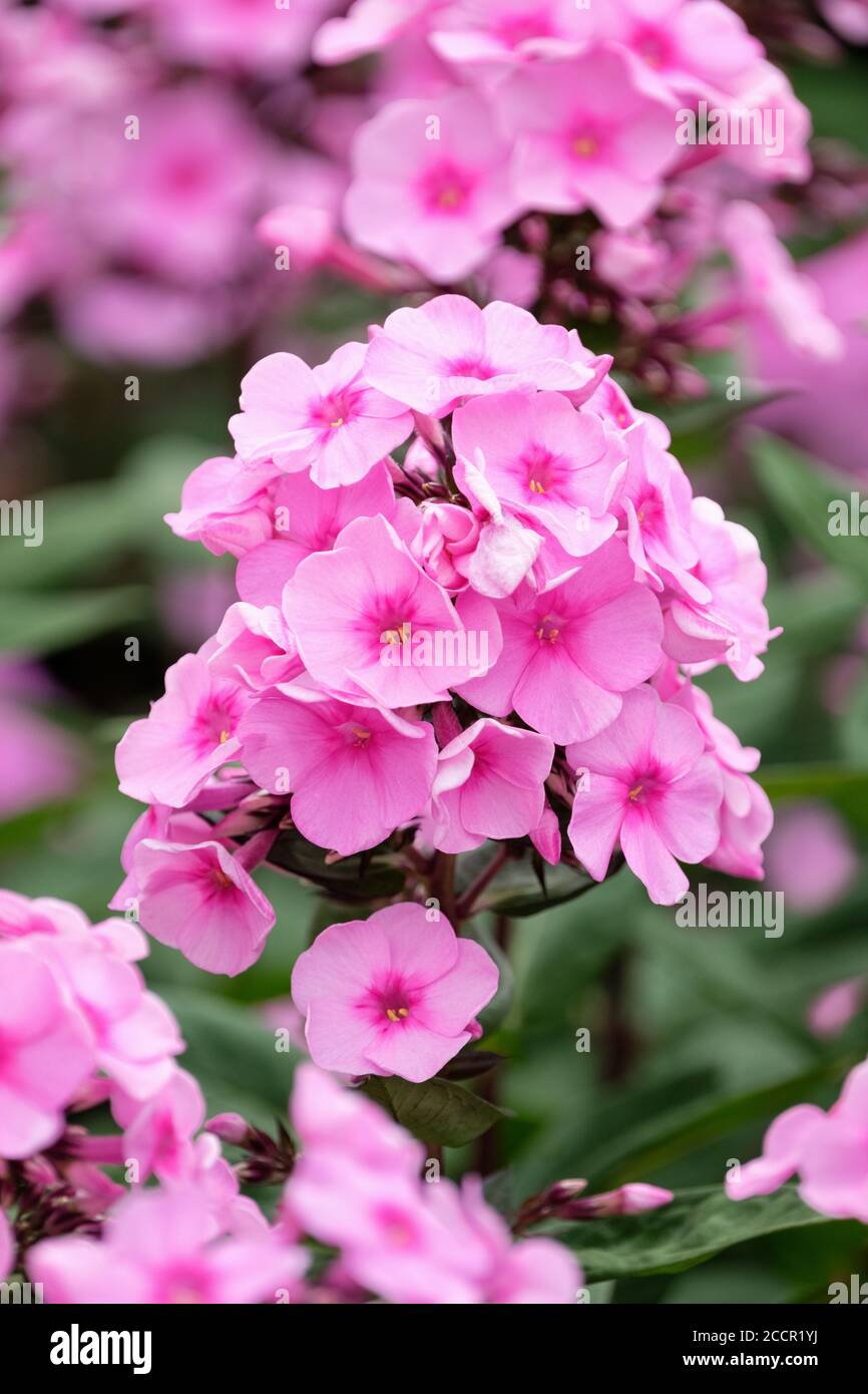 Fiori rosa con occhi rosa scuro di Phlox paniculata 'Eva Cullum', flox perenne 'Eva Cullum', Phlox 'Eva Cullum', Foto Stock