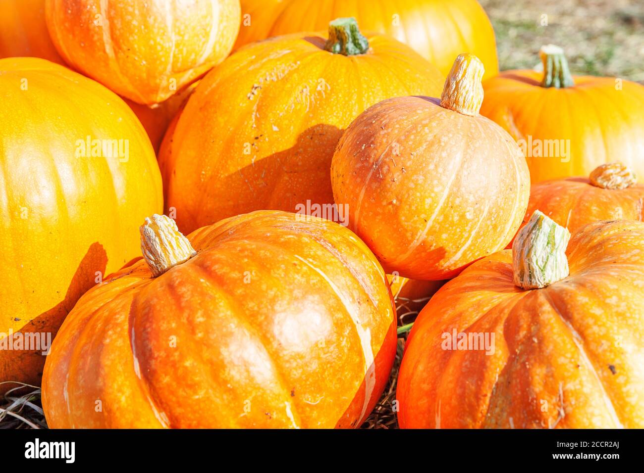 Naturale autunno vista zucca su eco fattoria sfondo. Sfondo ispirato a ottobre o settembre. Cambiamento di stagione, concetto di cibo biologico maturo. Festa di Halloween giorno del Ringraziamento Foto Stock