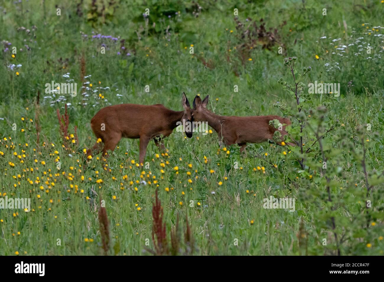 Capriolo europeo (Capreolus capreolus) Doe mostra affetto verso la sua pegno tra fiori selvatici. Estate Foto Stock