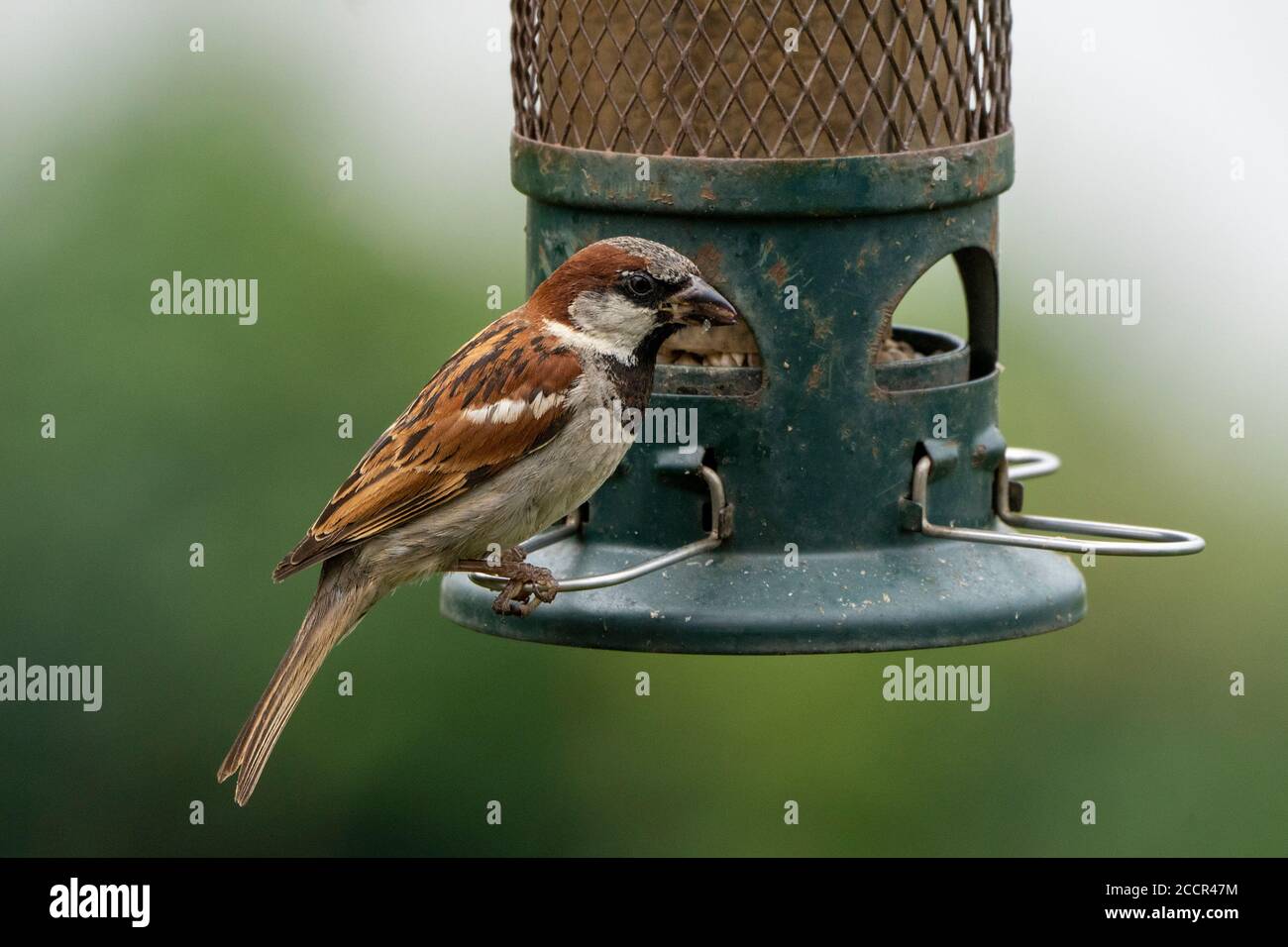 Maschio Casa Sparrow, Passer domesticus su alimentatore di uccelli. Foto Stock