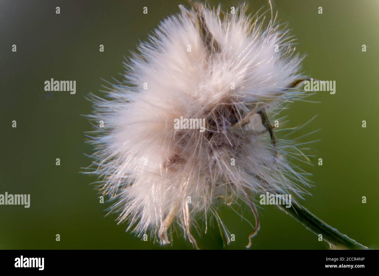 Primo piano del fiore di dente di leone selvatico Macro fiore Foto Stock