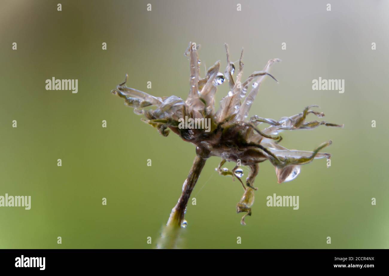 Primo piano del fiore di dente di leone selvatico Macro fiore Foto Stock