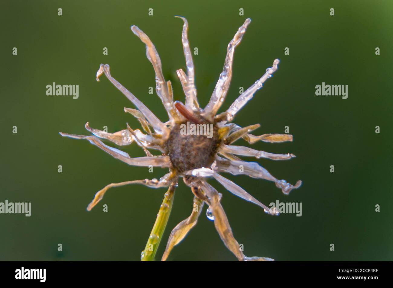 Primo piano del fiore di dente di leone selvatico Macro fiore Foto Stock