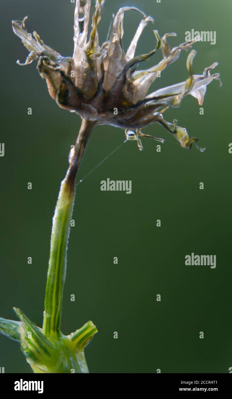 Primo piano del fiore di dente di leone selvatico Macro fiore Foto Stock