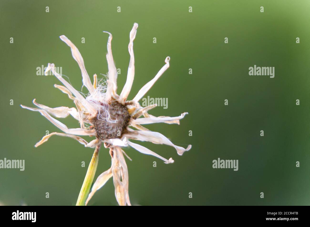 Primo piano del fiore di dente di leone selvatico Macro fiore Foto Stock
