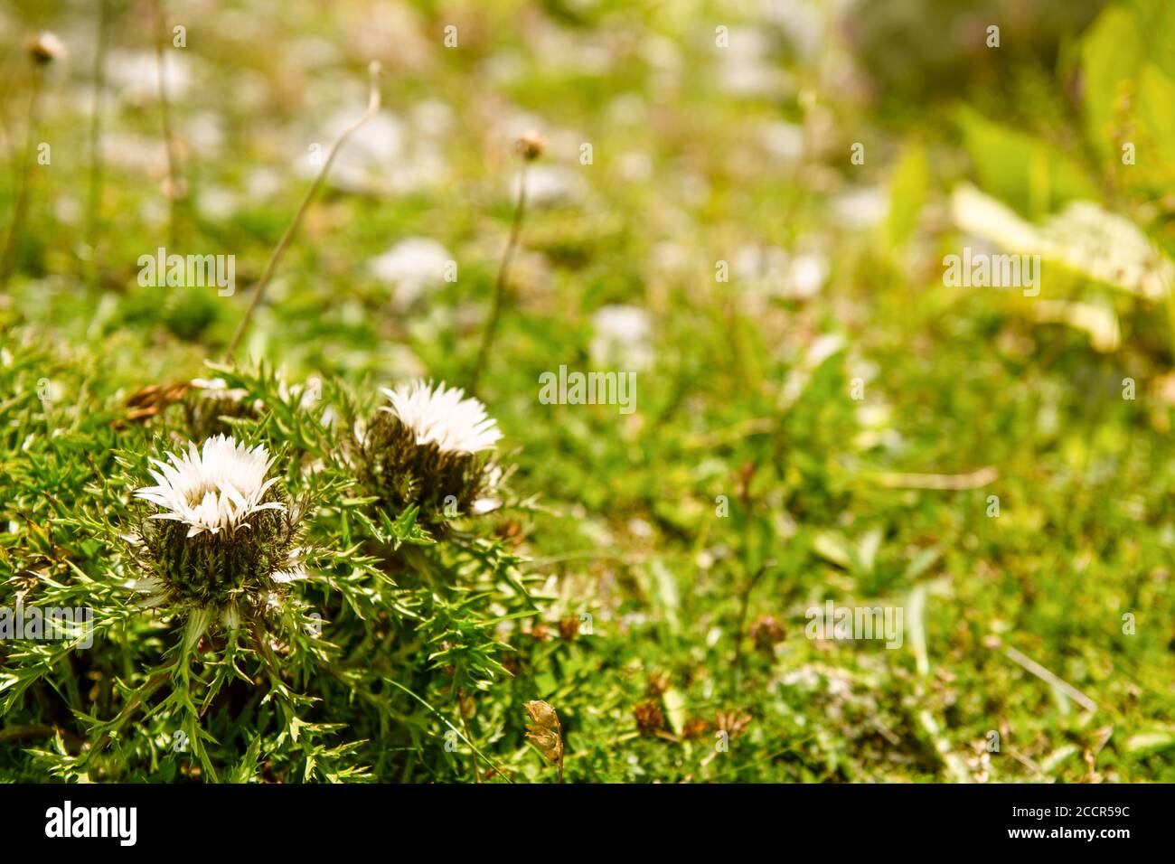 Fiori alpini in un campo selvatico svizzero, Svizzera Foto Stock