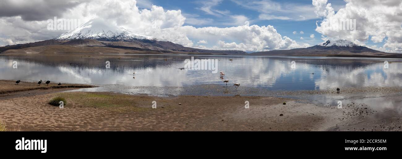 Il lago di Chungará è uno dei laghi più alti della zona Cile e surrornato da imponenti vulcani Foto Stock