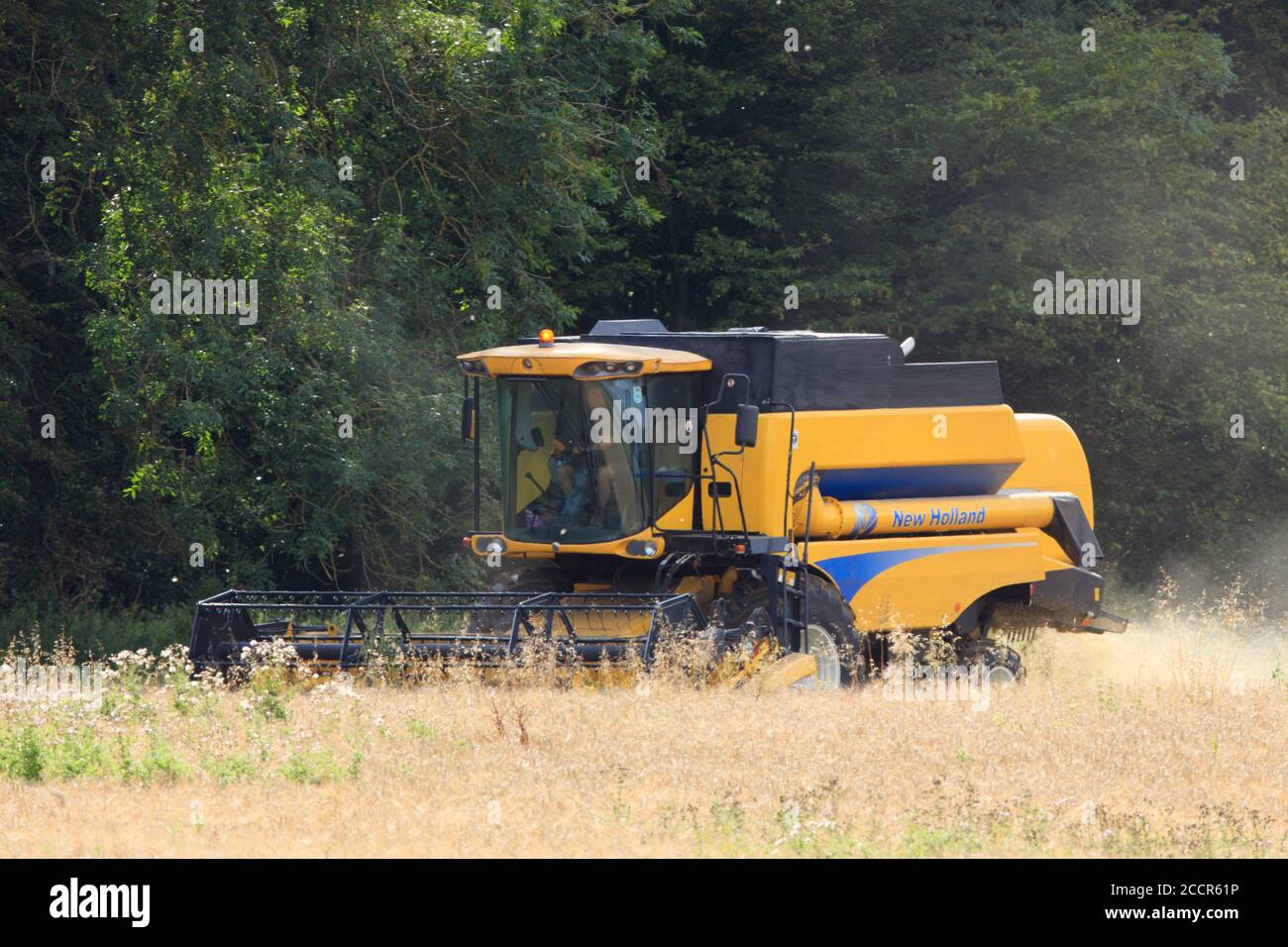 Mietitrebbia New Holland in un campo nel Buckinghamshire. Foto Stock
