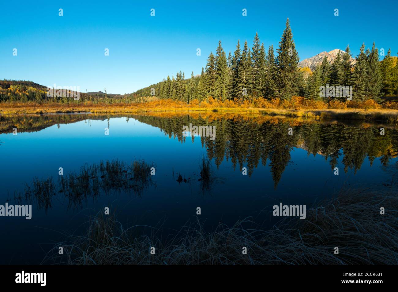 Foresta riflessione in un lago Foto Stock