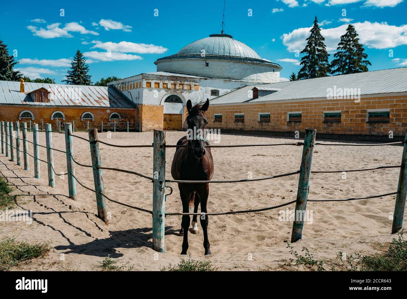 Giovane cavallo purosangue presso la fattoria Corral Foto Stock