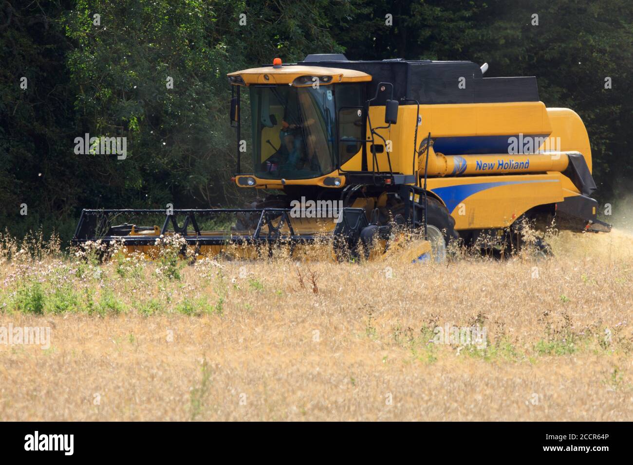 Mietitrebbia New Holland in un campo nel Buckinghamshire. Foto Stock
