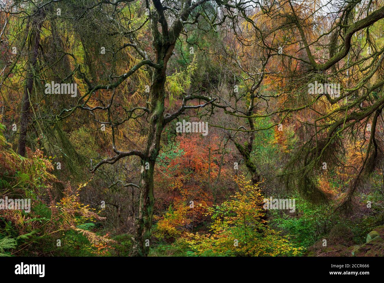 Un groviglio di foglie autunnali nella riserva naturale di Wyming Brook, antico bosco vicino a Sheffield, Regno Unito Foto Stock