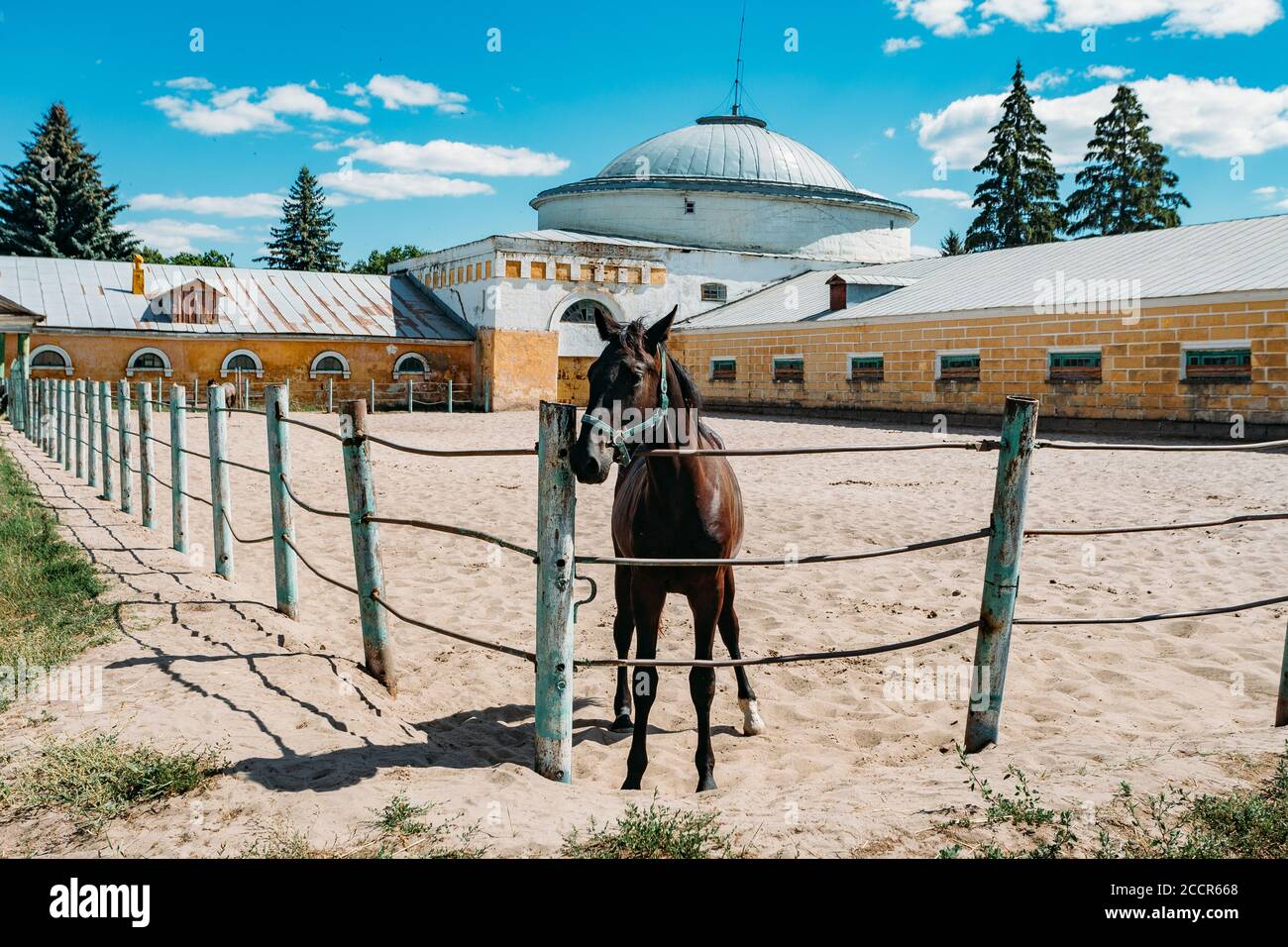 Giovane cavallo purosangue presso la fattoria Corral Foto Stock