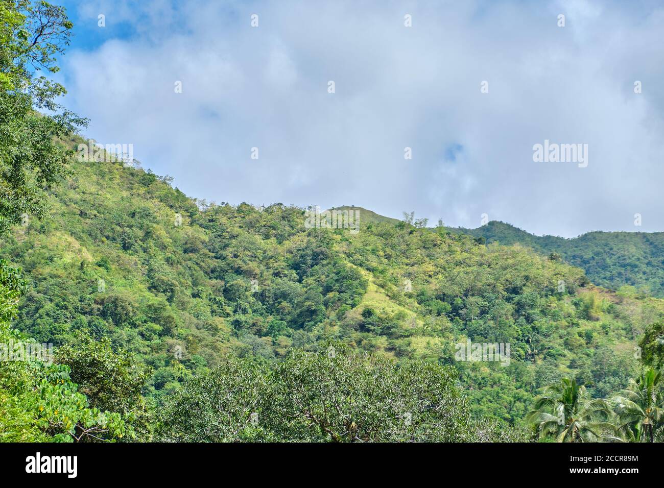Foresta selvaggia sull'isola di Panay Filippine. Foto Stock