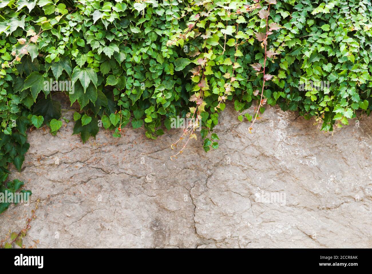 Recinzione da giardino in pietra grigia e pianta di vite verde decorativa che cresce su di essa, struttura foto di sfondo Foto Stock