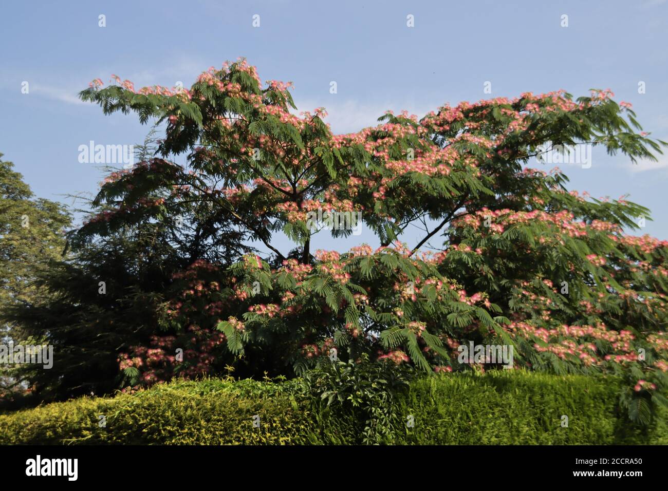 Albizia julibrissin Boubri o albero di ombrello con rosa soffice e. fiori  bianchi durante l'estate Foto stock - Alamy