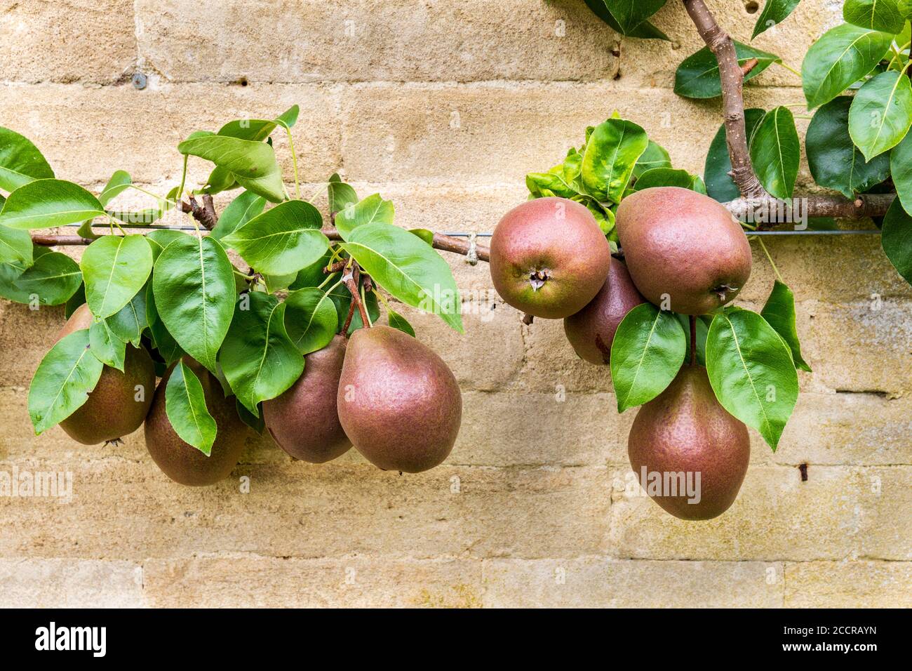Le pere del Worcester nero che crescono contro un muro di pietra di Cotswold, Inghilterra Foto Stock