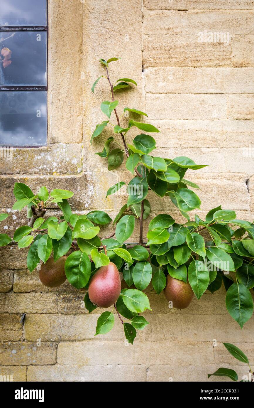 Le pere del Worcester nero che crescono contro un muro di pietra di Cotswold, Inghilterra Foto Stock