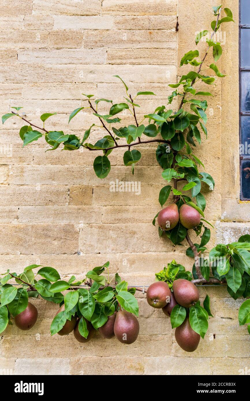 Le pere del Worcester nero che crescono contro un muro di pietra di Cotswold, Inghilterra Foto Stock