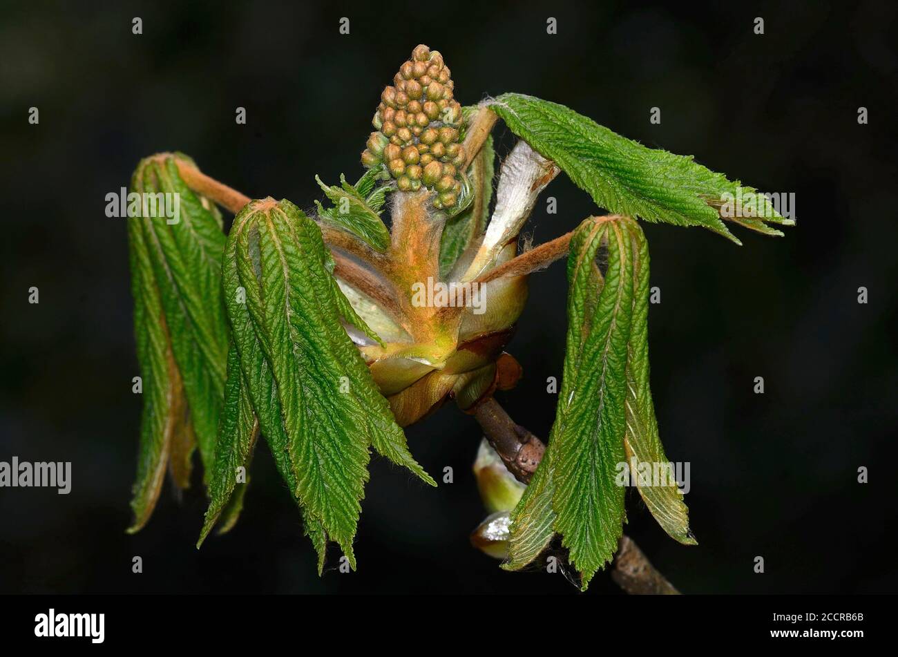 Germoglio di castagno di cavallo in primavera. Dorset, Regno Unito Foto Stock
