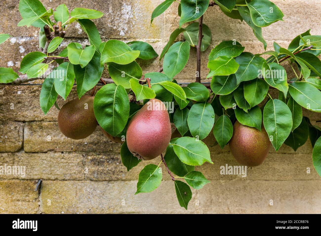 Le pere del Worcester nero che crescono contro un muro di pietra di Cotswold, Inghilterra Foto Stock