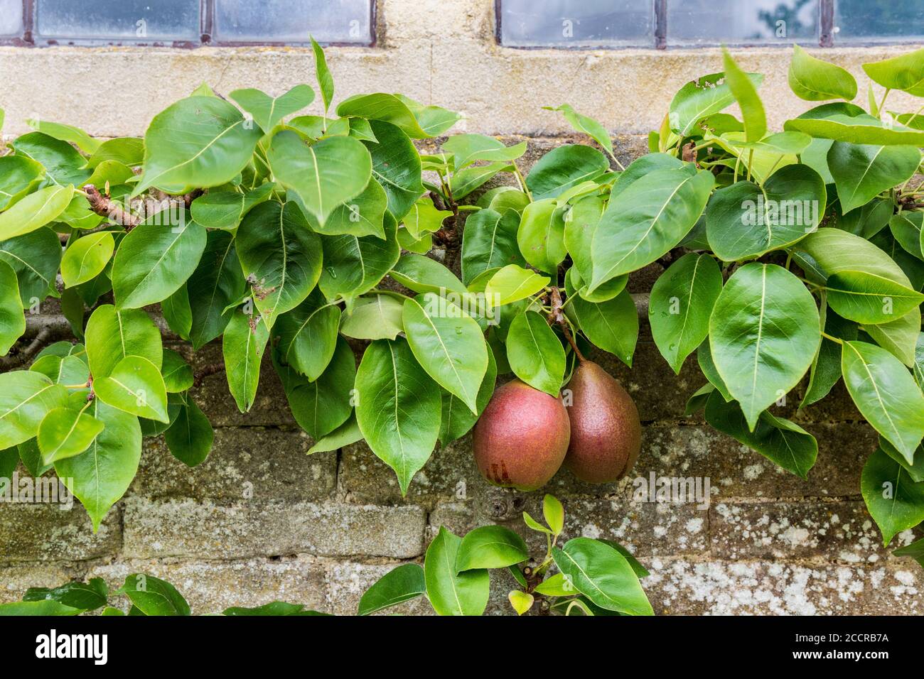 Le pere del Worcester nero che crescono contro un muro di pietra di Cotswold, Inghilterra Foto Stock
