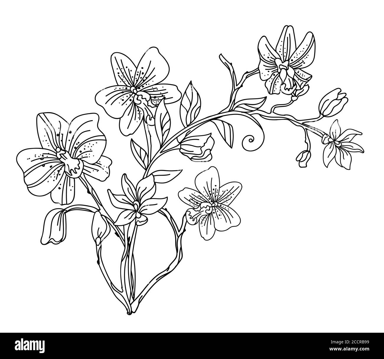 Floreale botanica disegnata a mano linea art ornamentale composizione floreale di fiori di orchidea decorativa. Vector illustrazione modello floreale monocromatico per l'invito al matrimonio, vegan Illustrazione Vettoriale