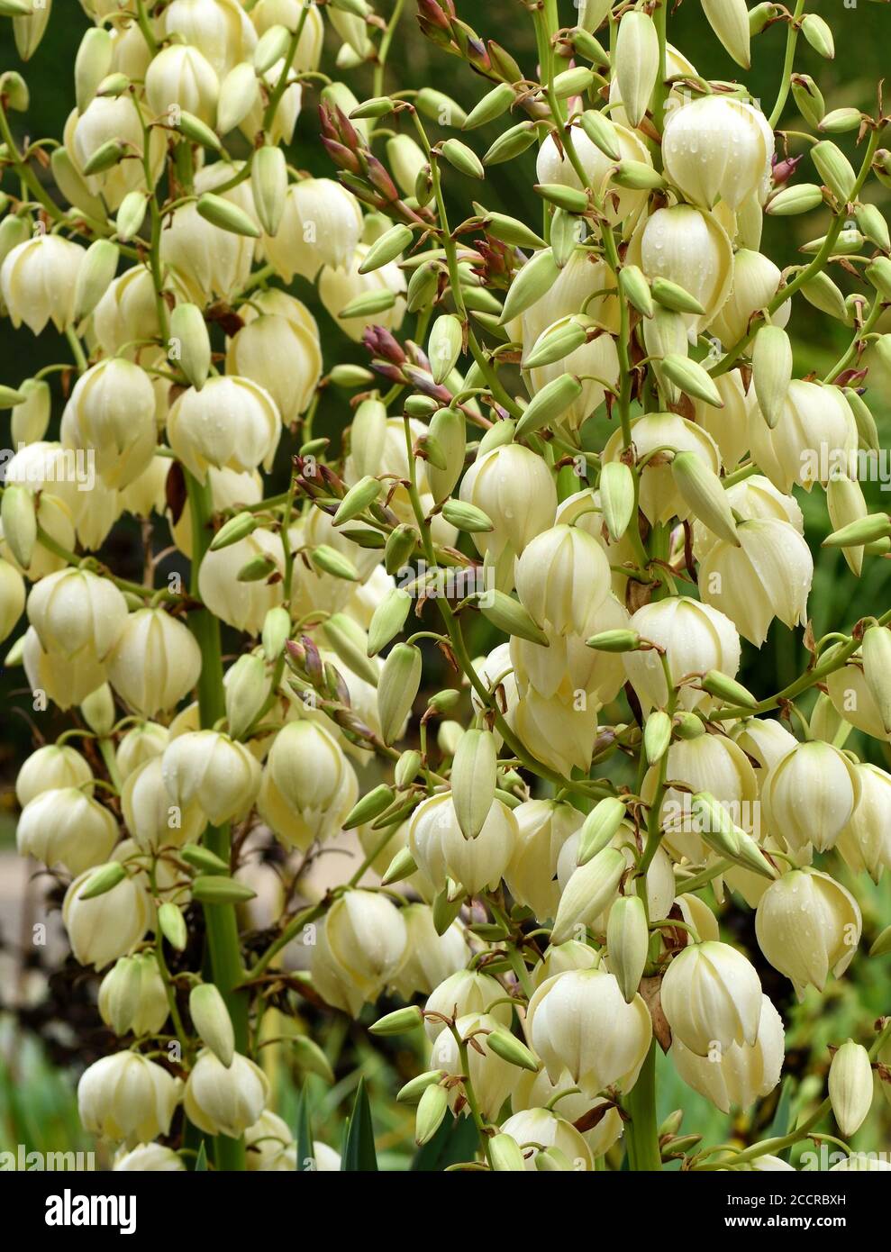 Primo piano dei fiori di Yucca gloriosa. Foto Stock