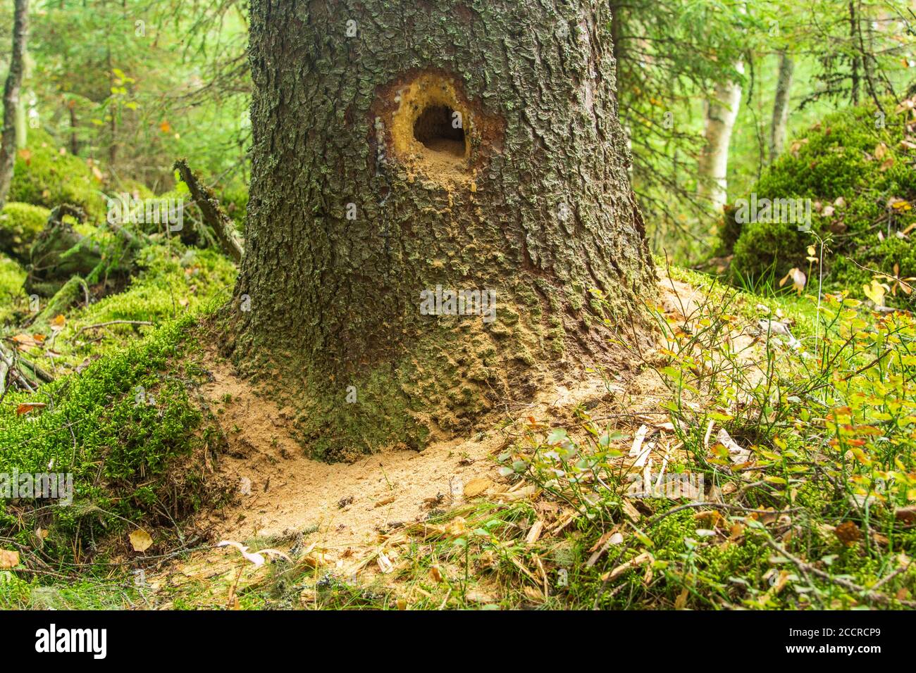 Il picchio nero ( Dryocopus martius ) fece un buco al vecchio tronco di abete rosso mentre cercava le formiche di falegname dal tronco di albero di marciume , Finlandia Foto Stock