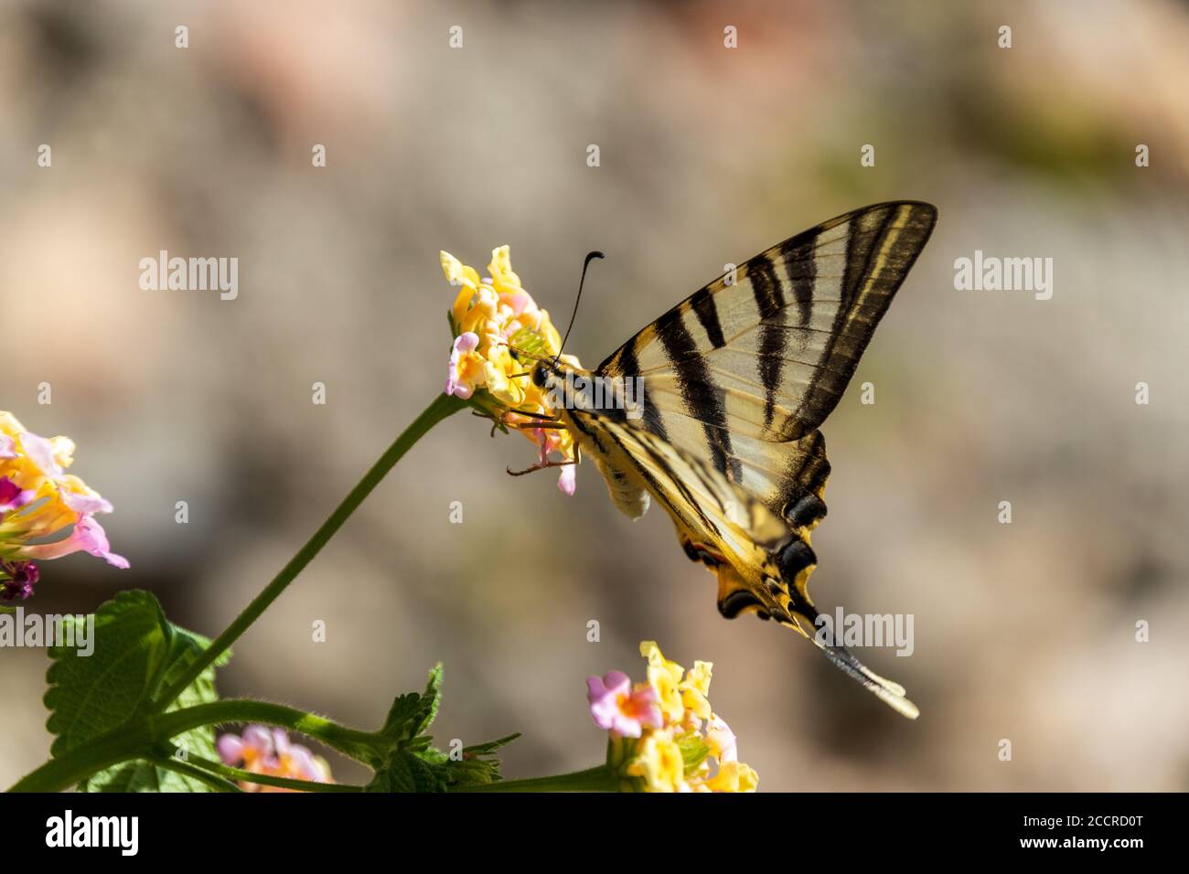 Iberian scarso Swallowtail Butterfly, Iphiclides feisthamelii Foto Stock