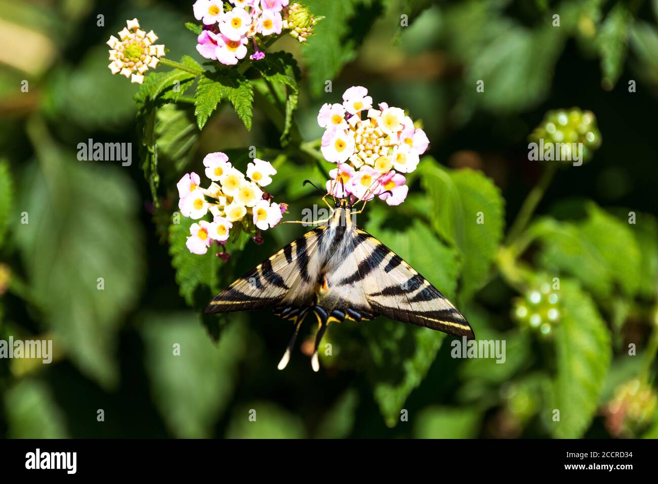 Iberian scarso Swallowtail Butterfly, Iphiclides feisthamelii Foto Stock