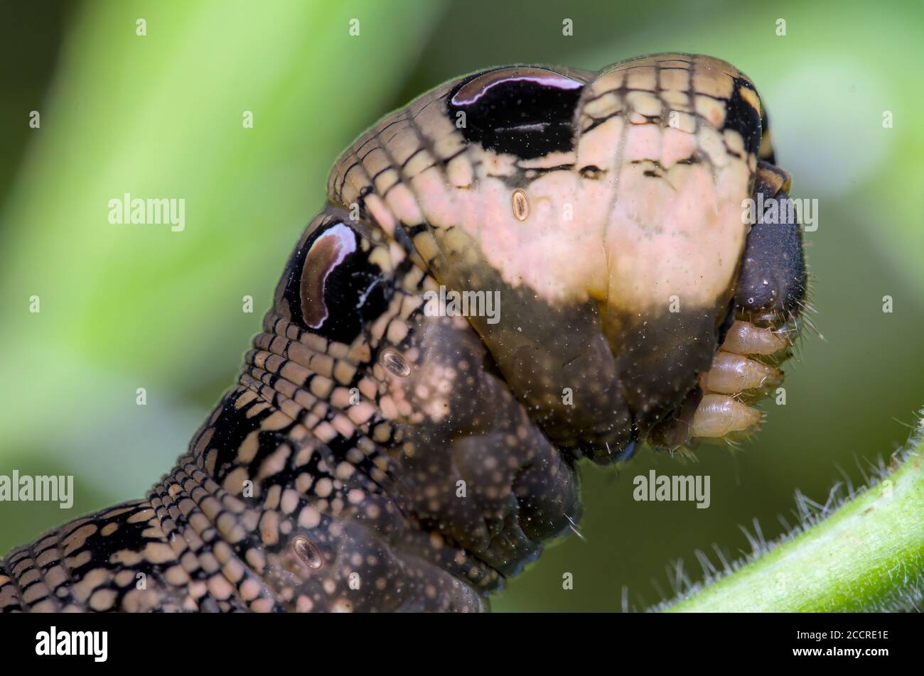 Macro del Capo di un Elephant Hawk Moth Caterpillar, Deilephila Elpenor, su una pianta che mostra il caratteristico serpente come Head. Preso a Bournemouth U. Foto Stock